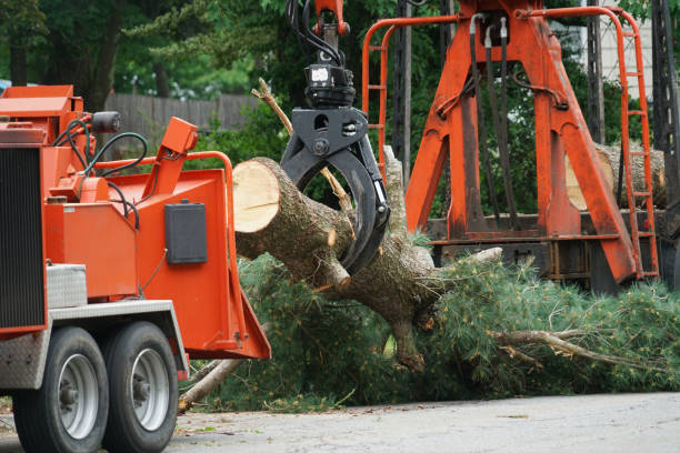 Best Tree Disease Treatment  in Boonton, NJ