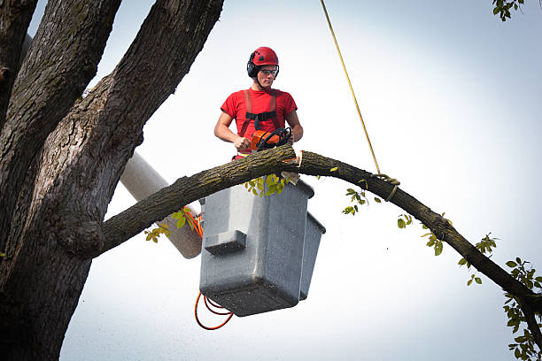 How Our Tree Care Process Works  in Boonton, NJ